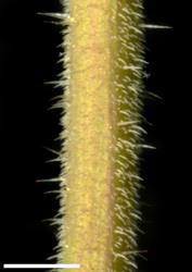 Veronica triphyllos. Stem, showing indumentum. Scale = 1 mm.
 Image: P.J. Garnock-Jones © P.J. Garnock-Jones CC-BY-NC 3.0 NZ